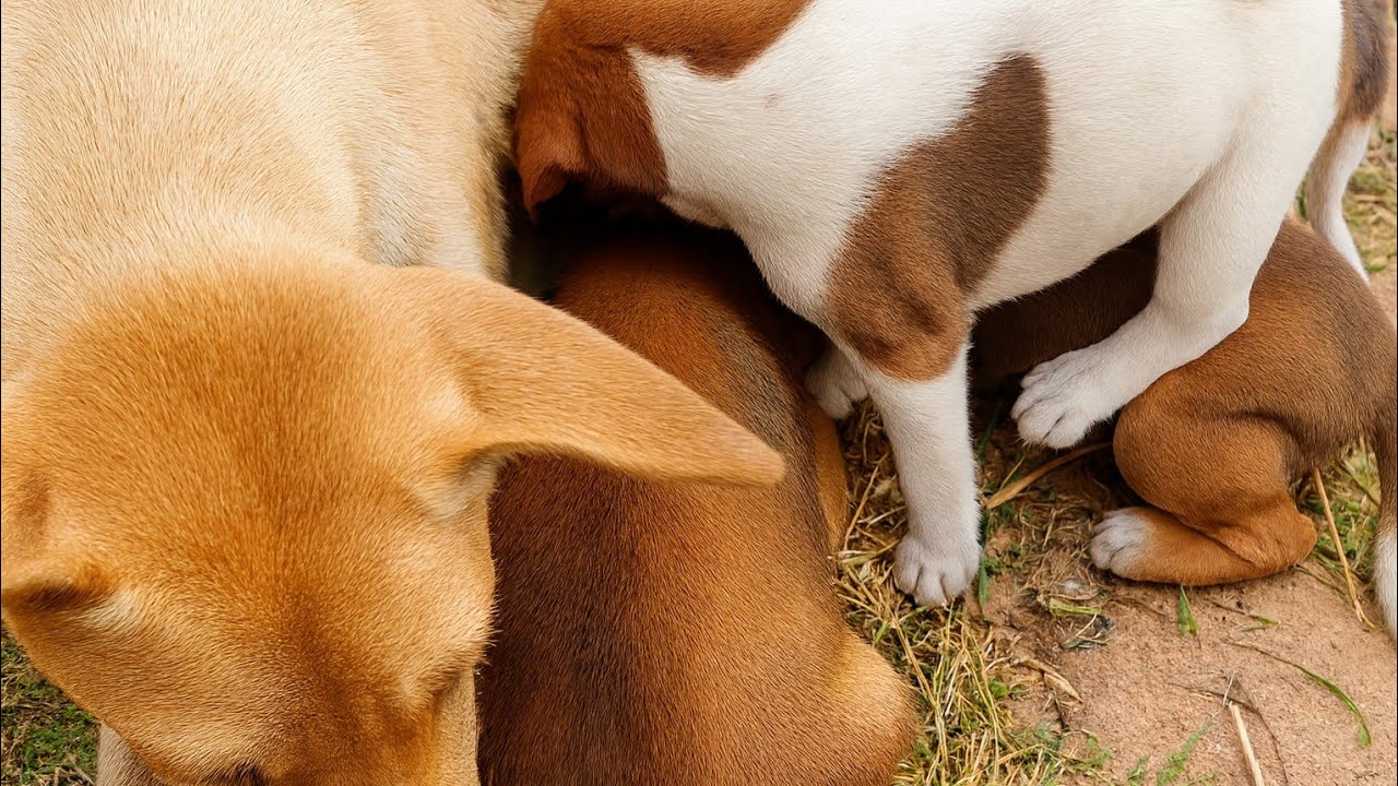 “A Mother Dog Nursing Her Puppies While They Play Together”