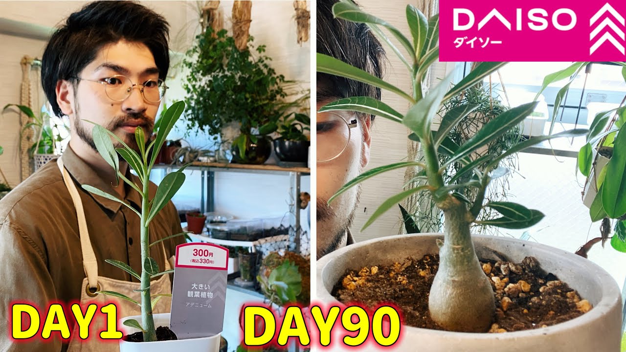 ダイソーの激レア植物アデニウムの育て方・増やし方・太らせ方
