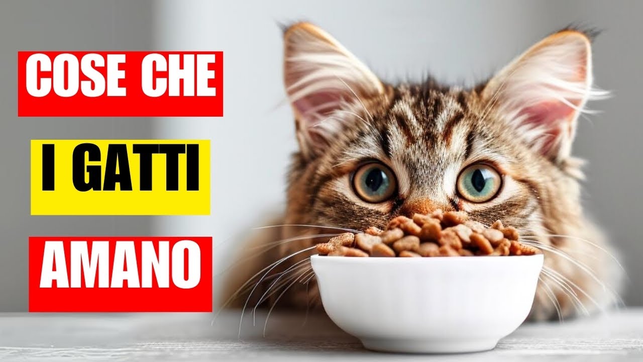 15 cose che i gatti amano