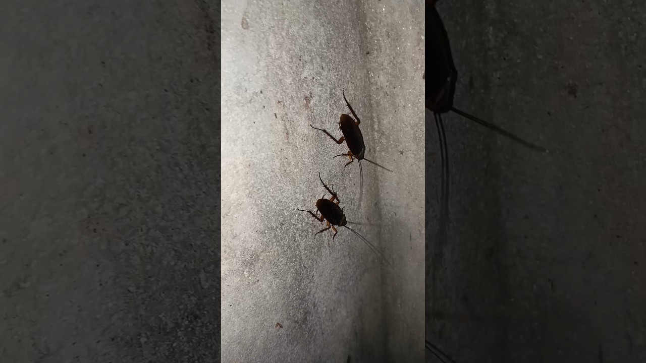 Two Cockroaches Caught on Camera 😱 | Real Night Insects 