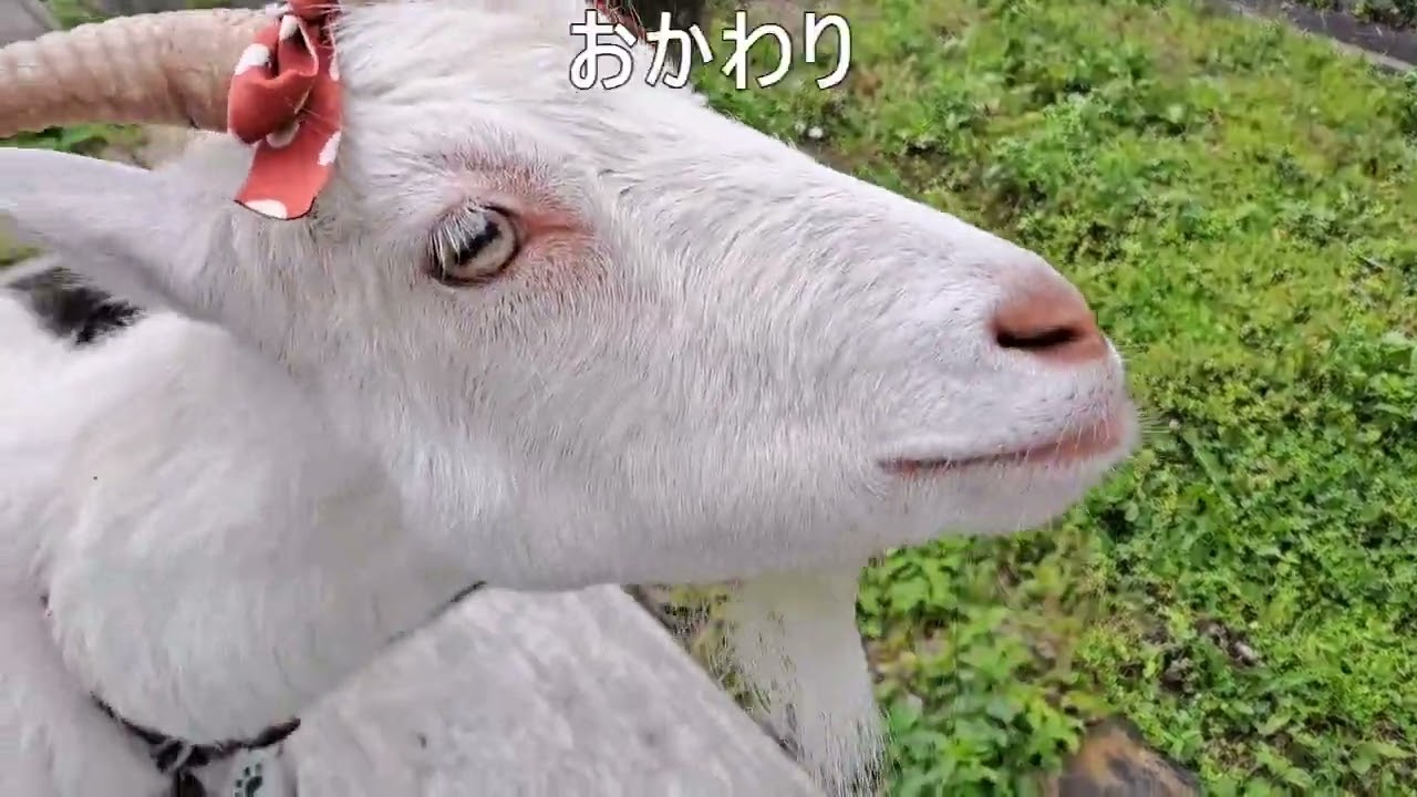 2023年6月9日のゆきちゃん（桜の葉）