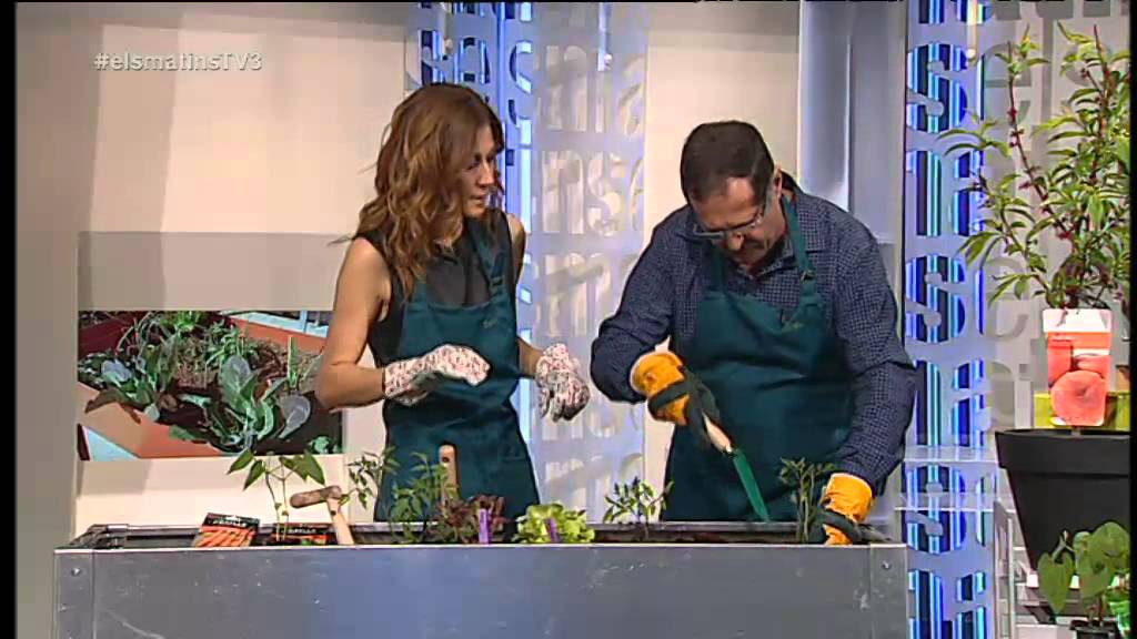 TV3 - Els Matins - Consells per fer un hort al balcó