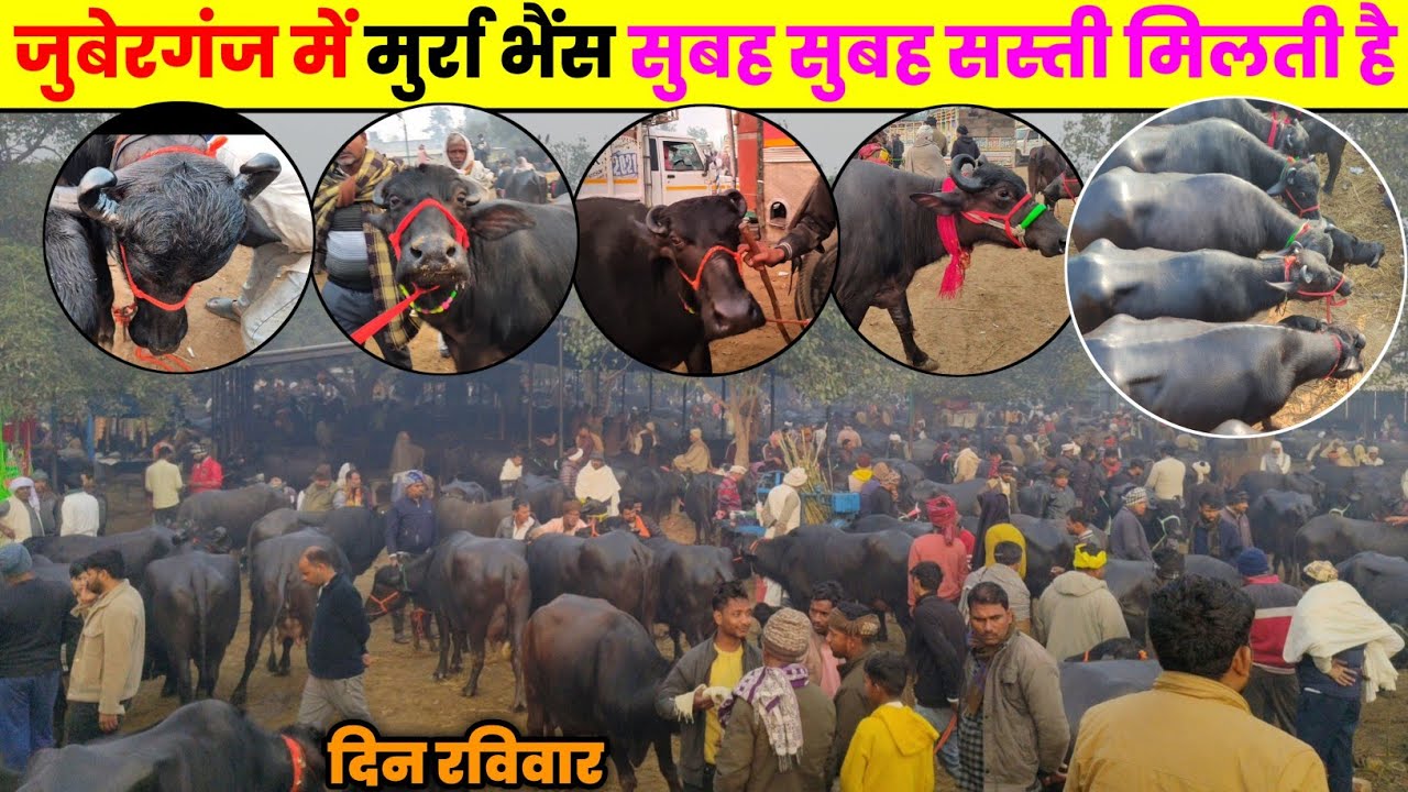 जुबेरगंज में मुर्रा भैंस सुबह सुबह सस्ती मिलती है || buffalo sale in UP || #भैंस #baffalo