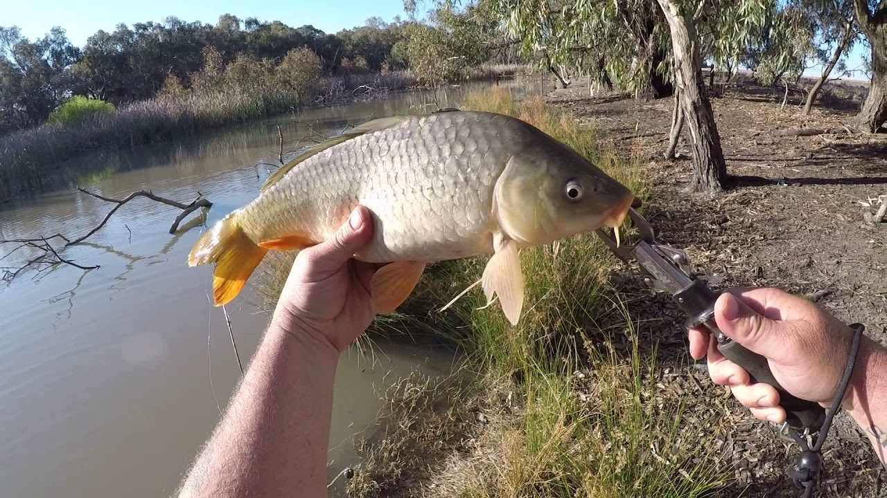 Fishing in Colombo creek