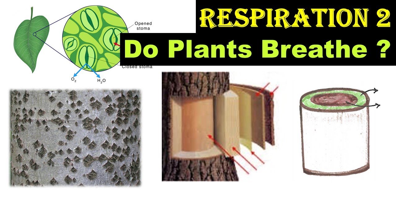 Respiration 2 | Do Plants Breathe ?  | Stomata & Lenticels | Dr Ghanshyam Jangid