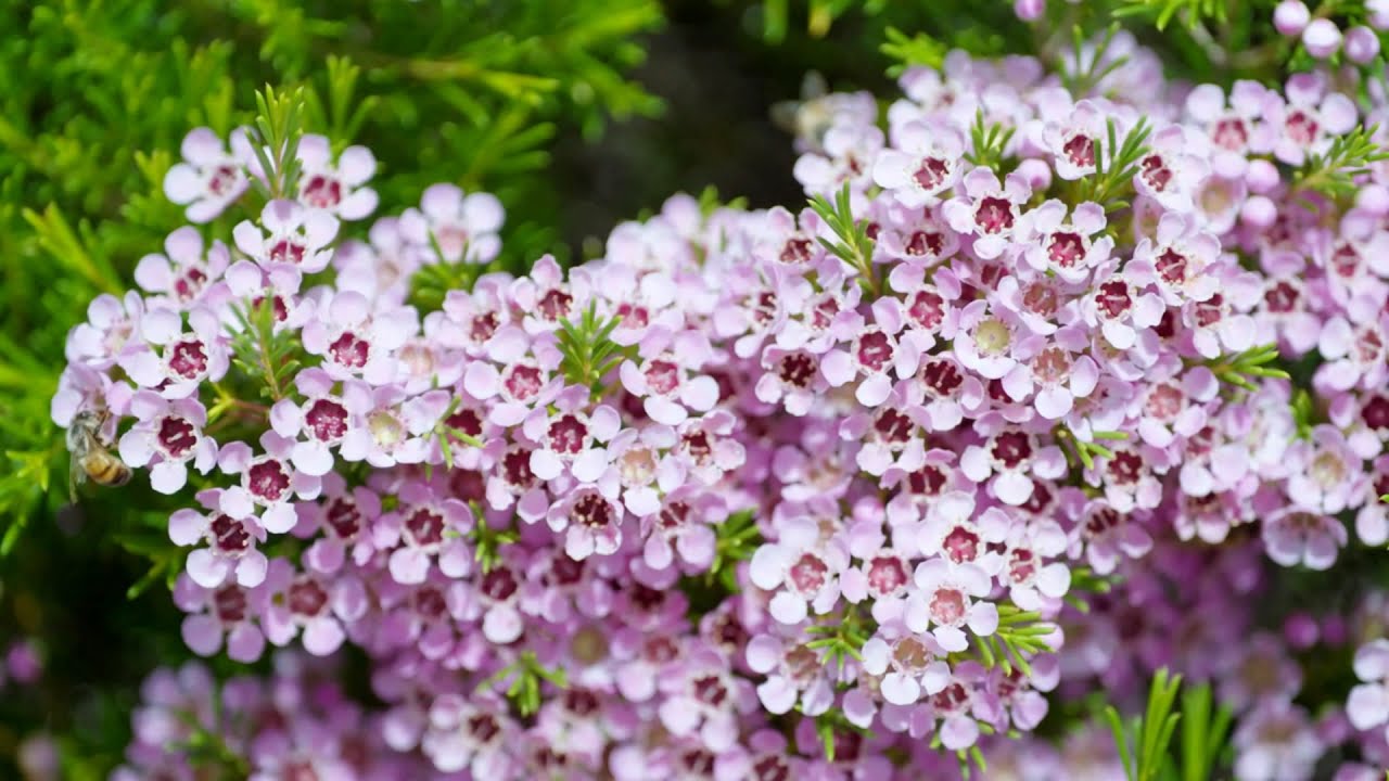 The Garden Gurus - Waxflower Local Hero