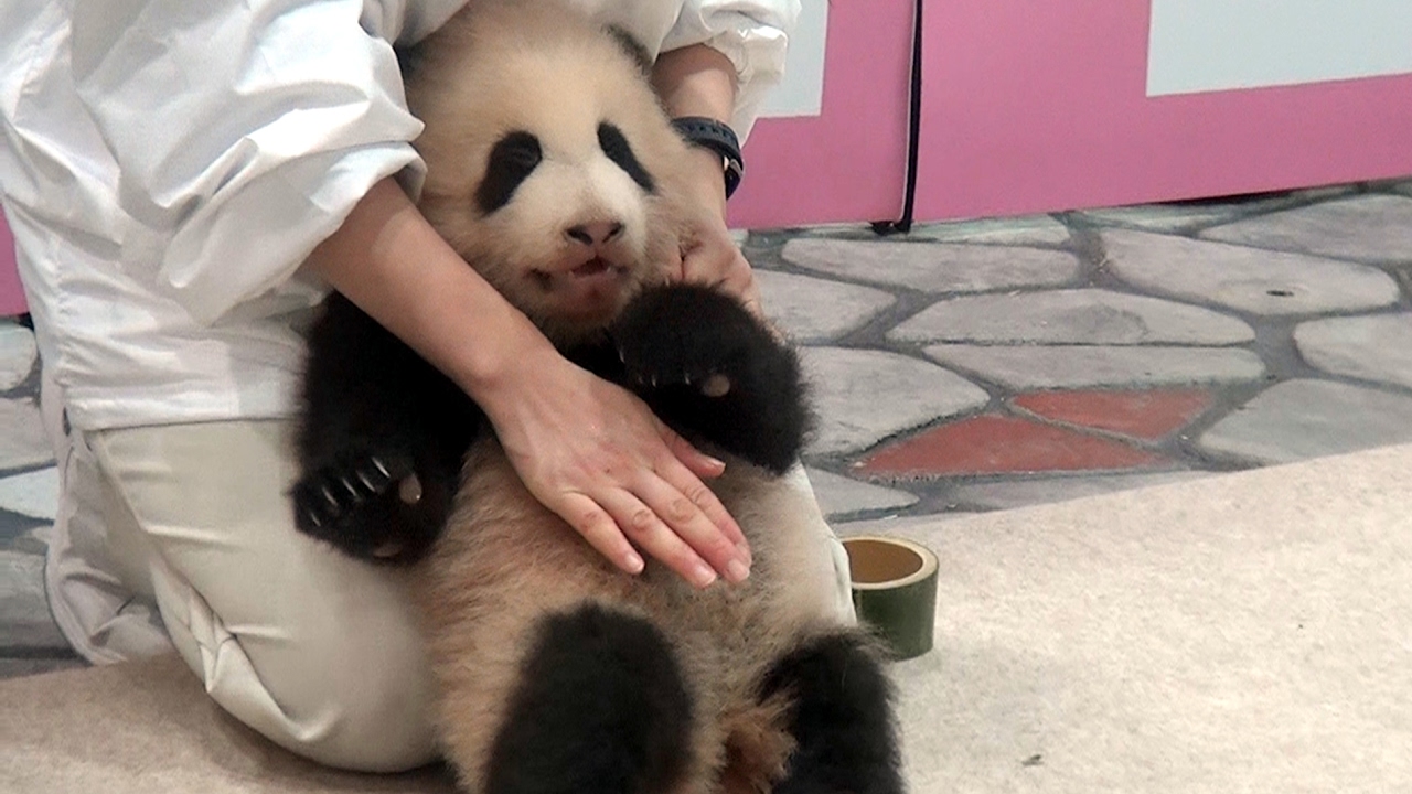 【あっちにいきたい！】🐼結浜よちよち時々かけよち♪ｗ【赤ちゃんパンダ】 Giant panda baby -Yuihin- ☆toddling baby panda