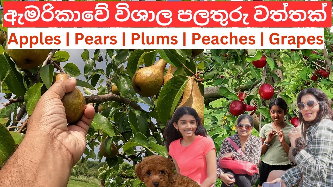 Apple Picking Fun at a USA Fruit Farm | Family Adventure 🍎