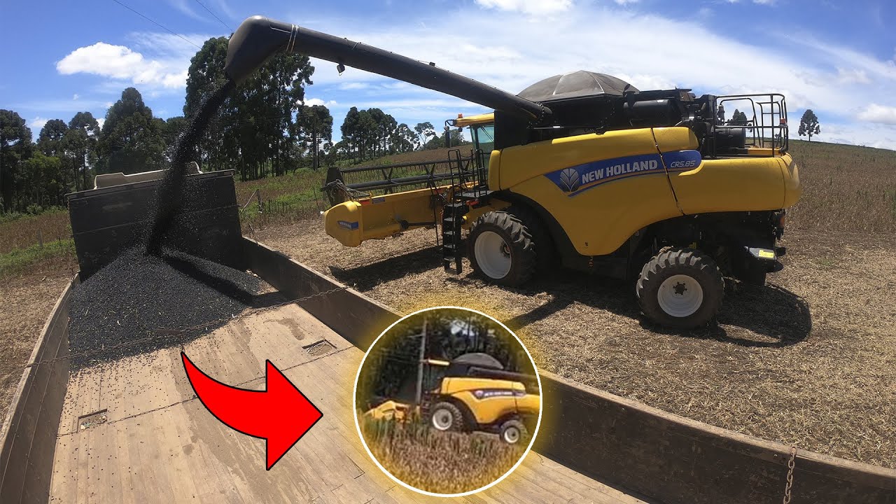 O FEIJÃO ATRAPALHOU A COLHEITA DA BUVA KKK *New Holland CR5.85*