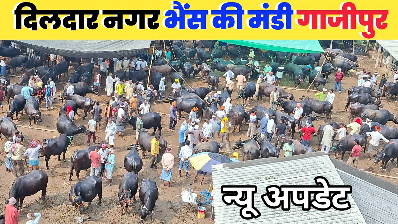 Dildar Nagar Buffalo Market | Dildarnagar Bhains ki Mandi Gazipur Uttar Pradesh Animal Market