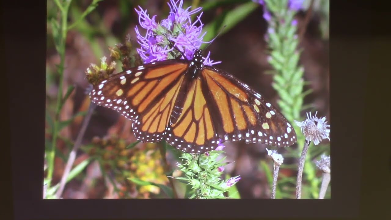 Grapevine Garden Club February 2026: What's New in Monarch Science