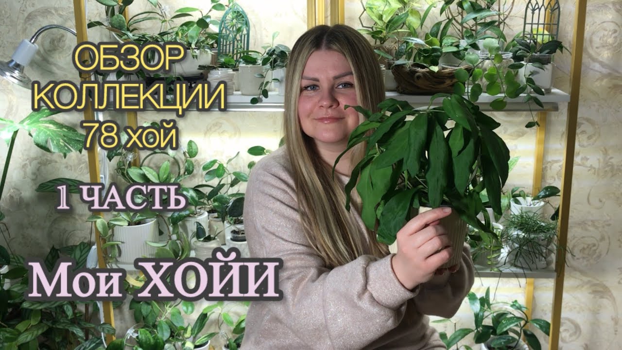 МОИ ХОЙИ | Обзор коллекции | 1 часть #комнатныерастения #хойя 