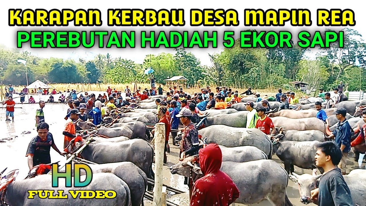 Karapan kerbau desa mapin rea sumbawa, hadiah 5 ekor sapi.