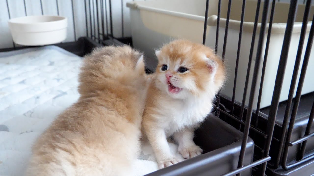 Cute kitten got scolded for just trying to play...