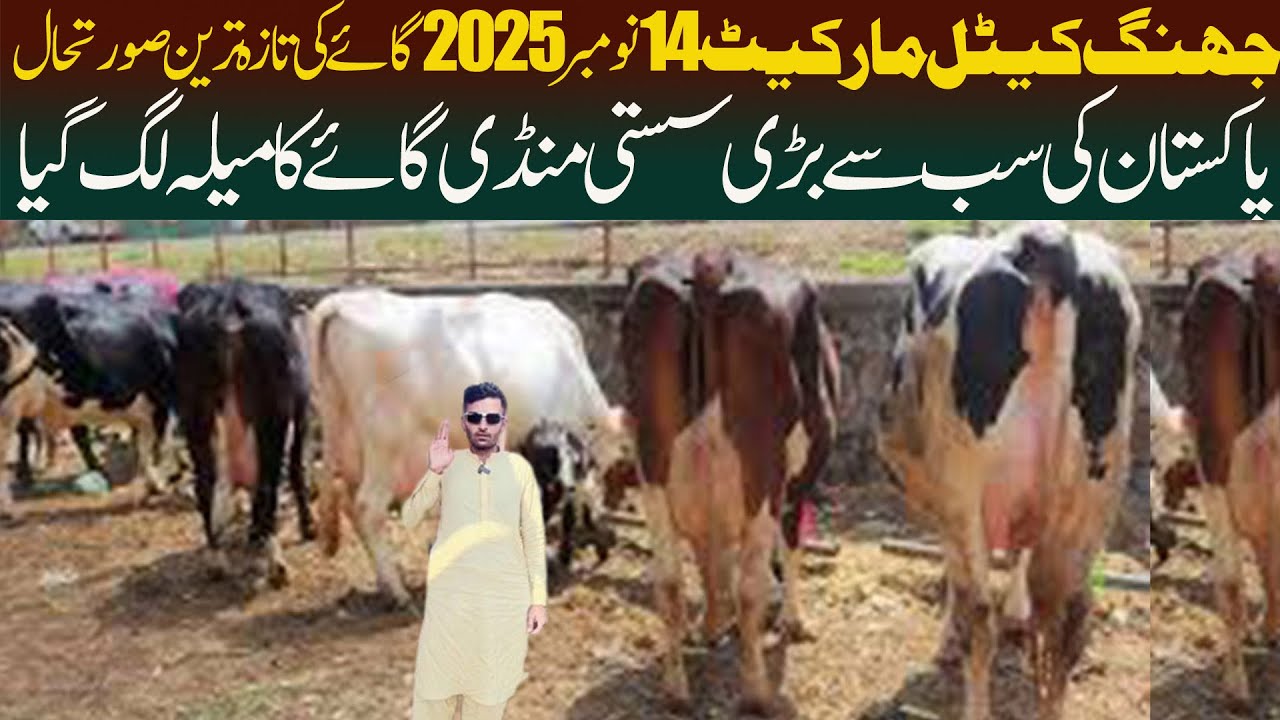Cow Mandi Pakistan Australian Friesian Jersey Friesian | Cattle Market Jhang | Online Janwar Mandi