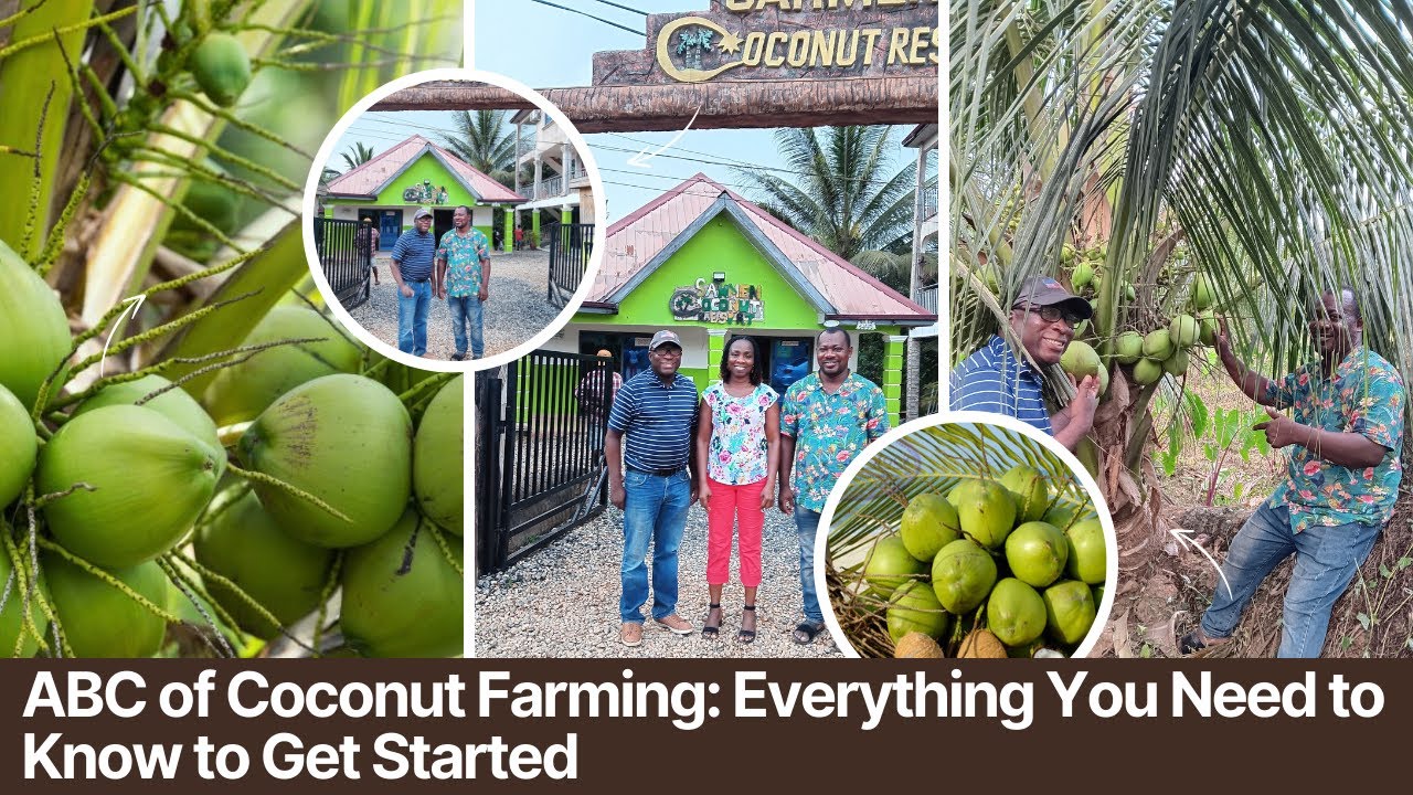 ABC of Coconut Farming: Everything You Need to Know to Get Started