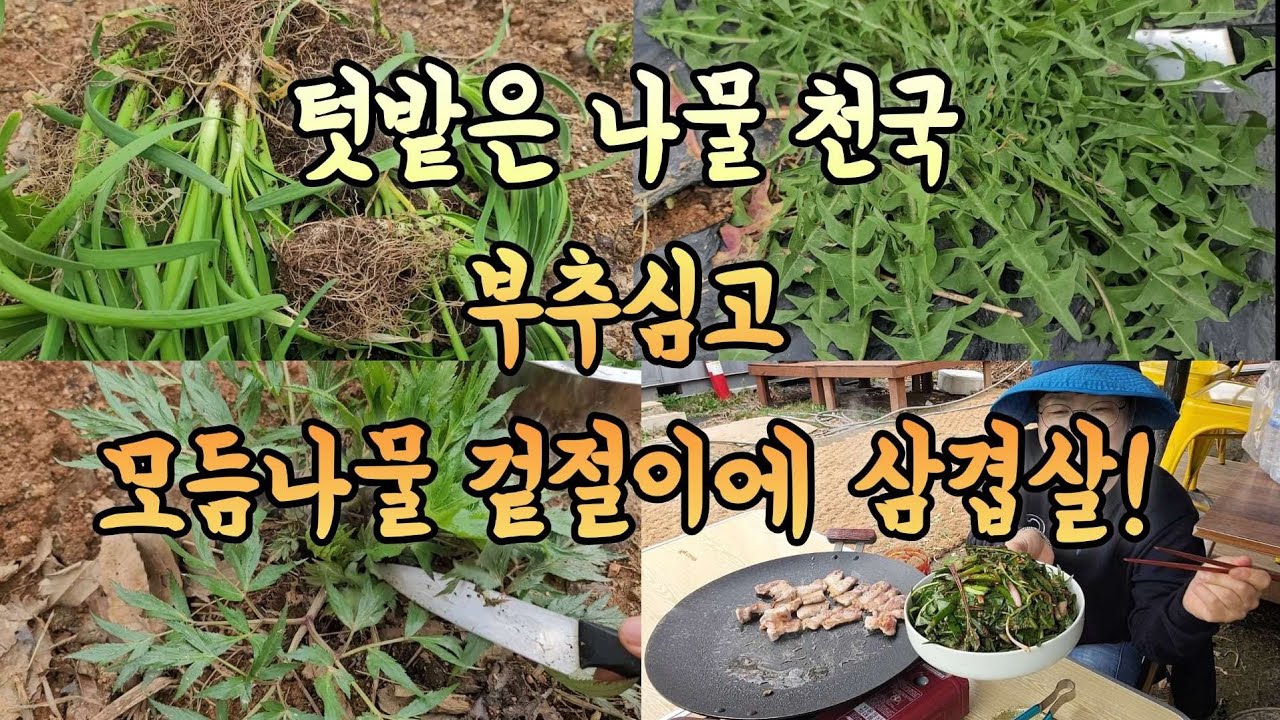 부추심고 텃밭에 모듬 들나물 뜯어 겉절이하고 삼겹살 구워먹고 나물 볶음밥까지