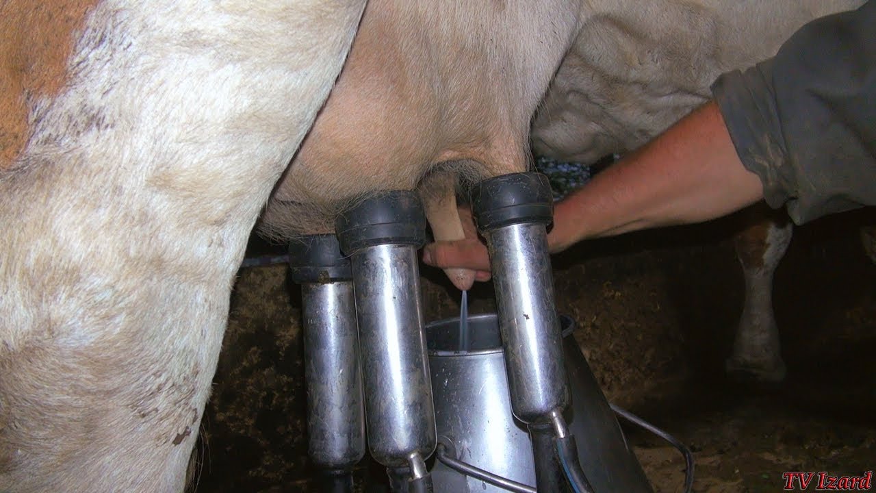 LA TRAITE Mécanique DES VACHES - Métier de Vacher - MILKING COWS - Barousse - Tv Izard