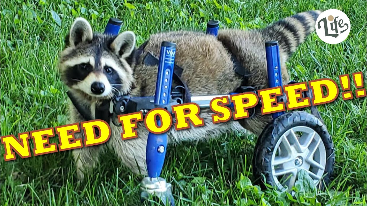 Raccoon Gets Wheel Chair
