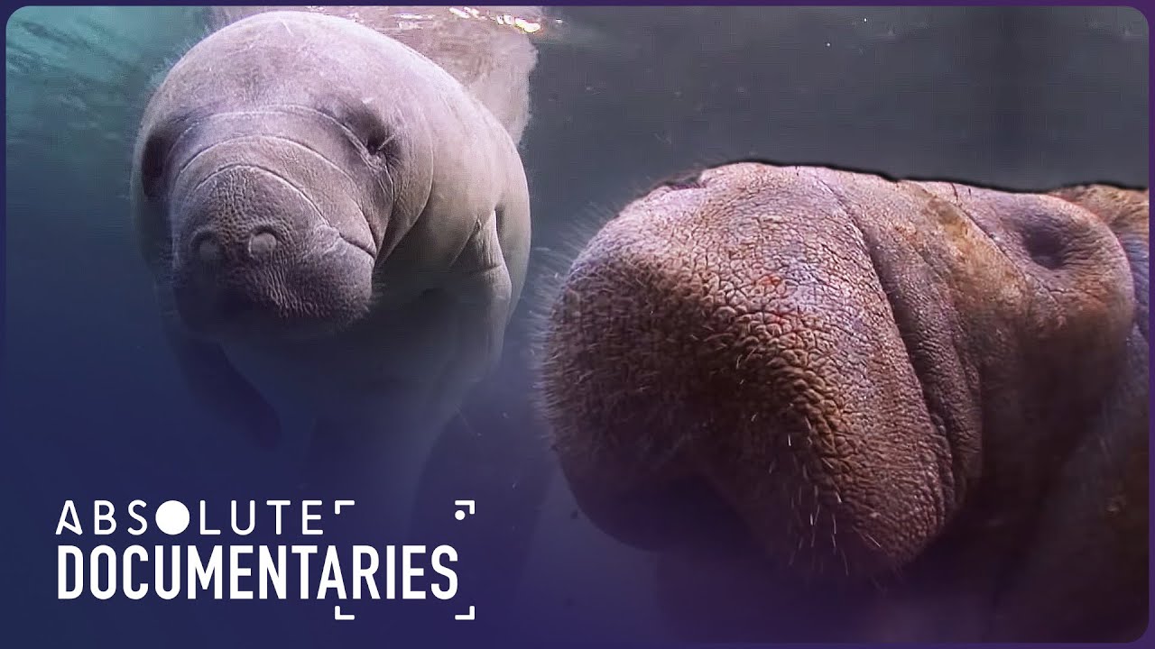 Race Against Extinction: Manatees and Dugongs in Peril | Blue Realm