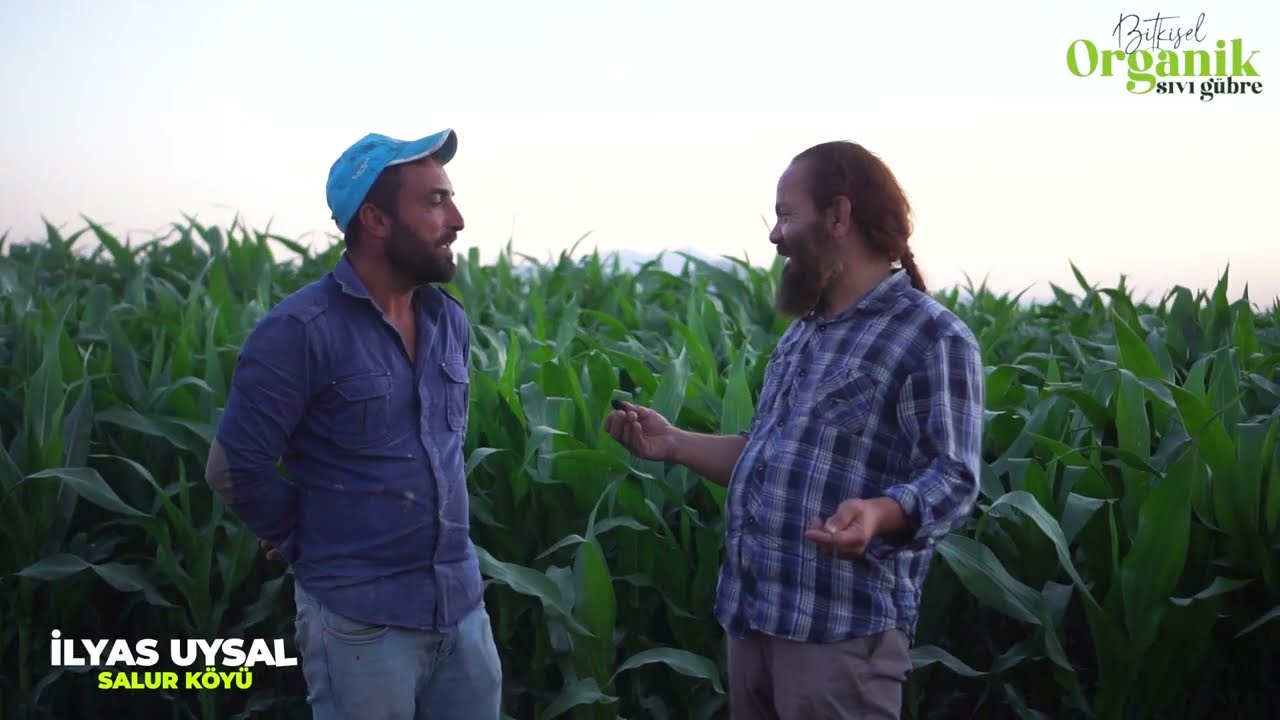 Formül Organik Gübre İle Mısır Yetiştirme  - İlyas Uysal - Salur Köyü / Karaman