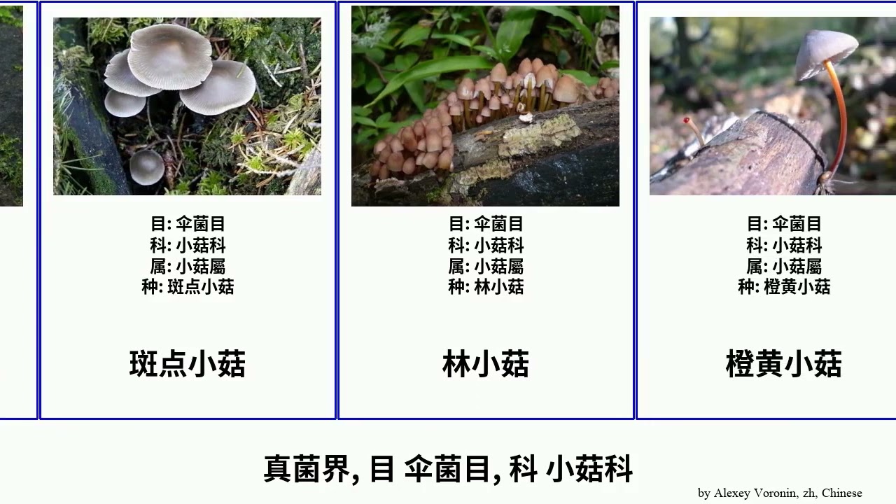 真菌界, 目 伞菌目, 科 小菇科 fungus Fuse 斑点小菇 橙黄小菇 黄色小菇 全紫小菇 叶生小菇 织纹小菇 干脐菇属 Agaricales 黄白小菇 黏柄小菇属 Straight