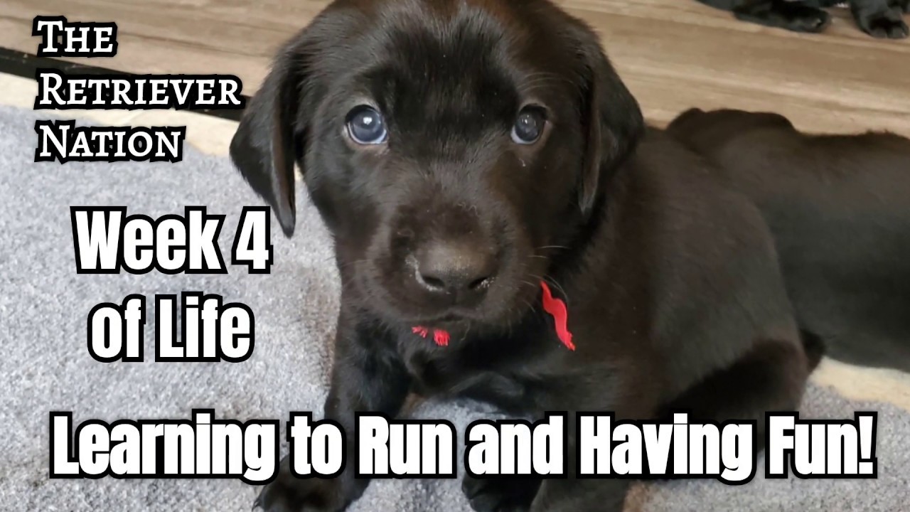 Puppies Week 4: Sound Desensitization, Potty Training & Weaning | Jasmine’s Journey