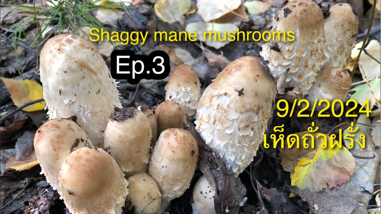 เก็บเห็ดถั่วฝรั่ง ปีนี้โชคดีมาทันเก็บเห็ดถั่วฝรั่ง #mushroom #alaska #เก็บเห็ด