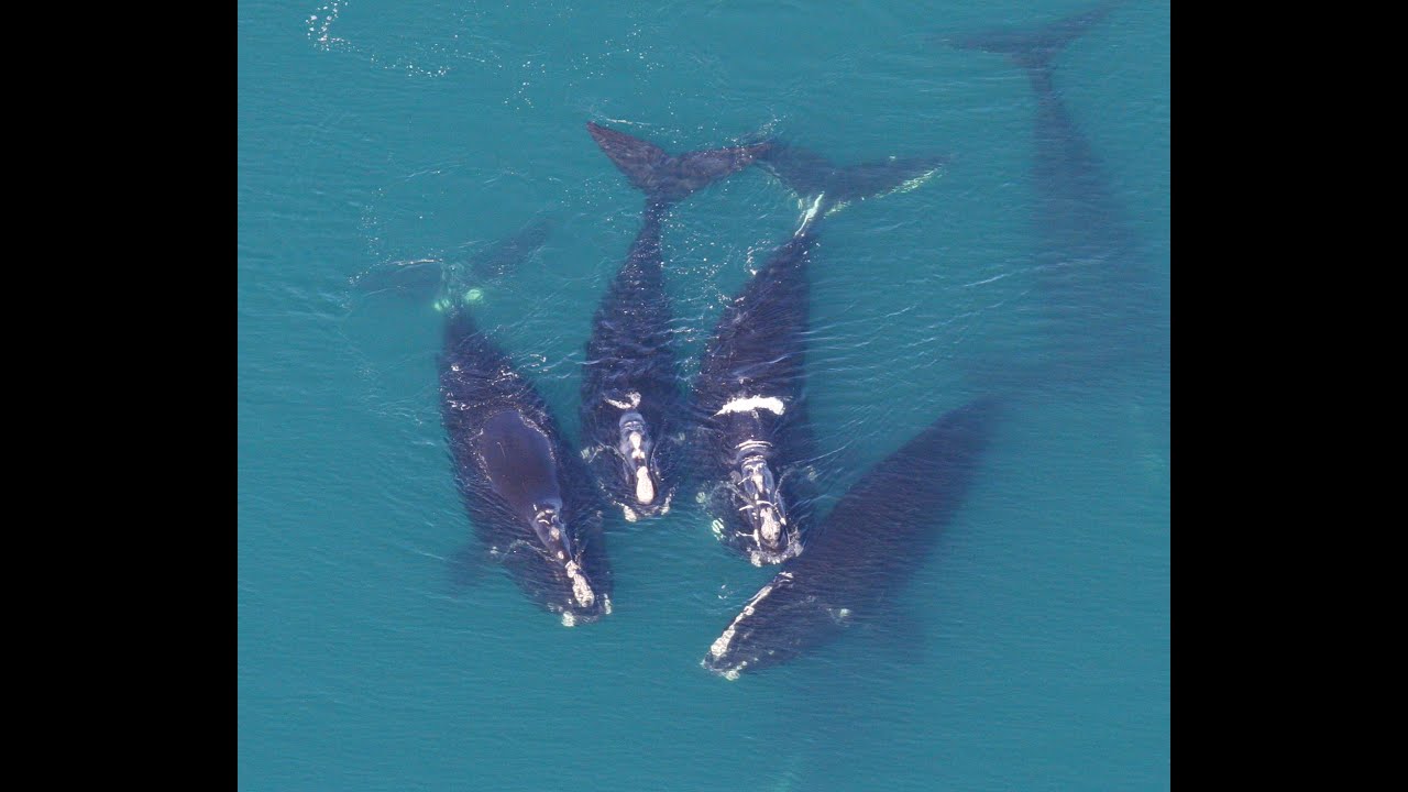 Saving Right Whales with AIS Technology