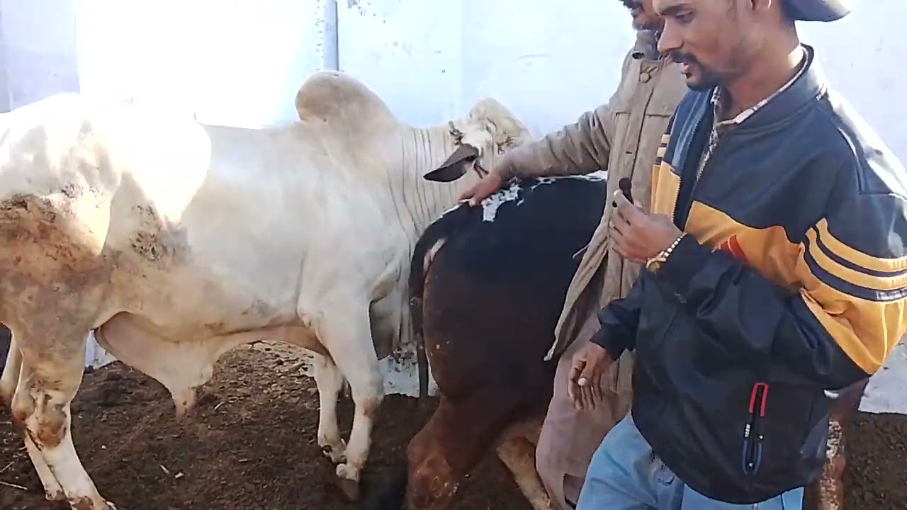 Dekho aap alag hi khubsurat janwar 