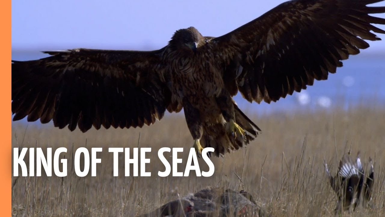 Sea Eagle - King Of The Seas | Full Documentary