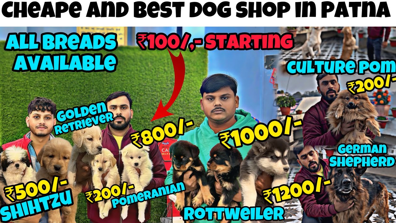 Patna में Swastik pet shop से सस्ता और Best Quality Dog आपको कहीं नहीं मिलेगा | beat pet shop .
