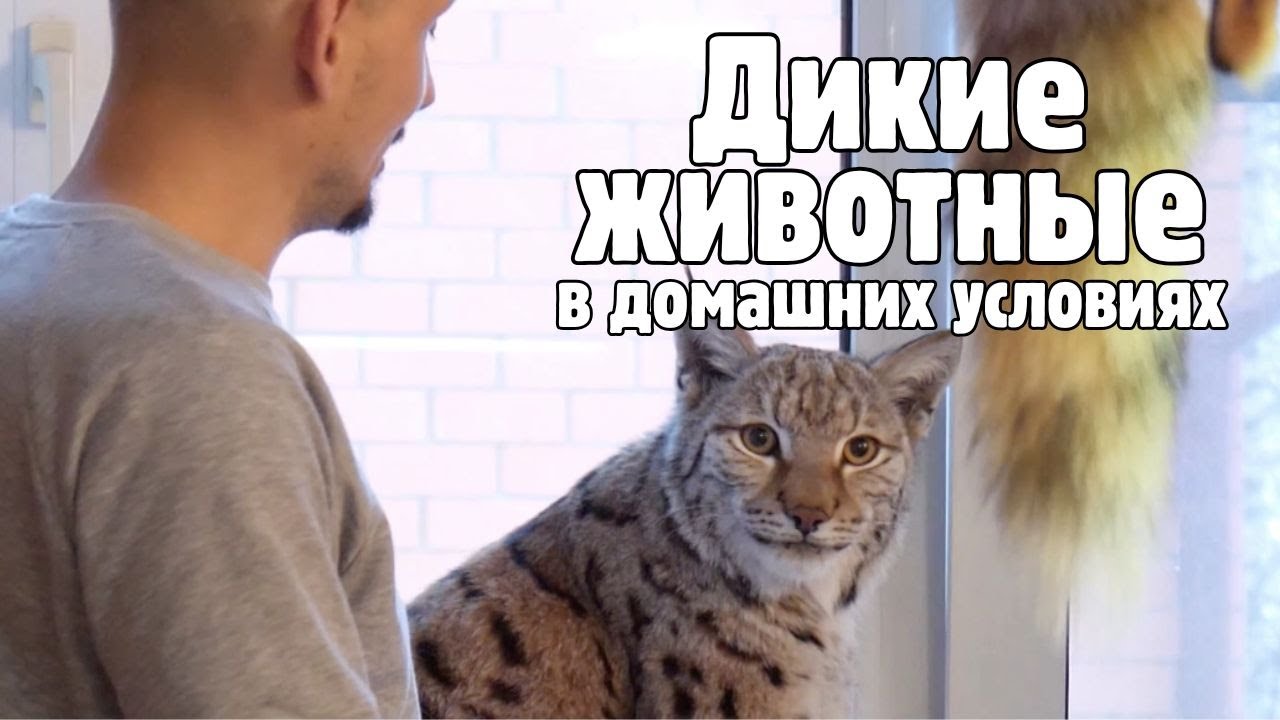 ДИКИЕ ЖИВОТНЫЕ В ДОМАШНИХ УСЛОВИЯХ - как за ними ухаживать? | истории 3 семей @Звёздная Дача!