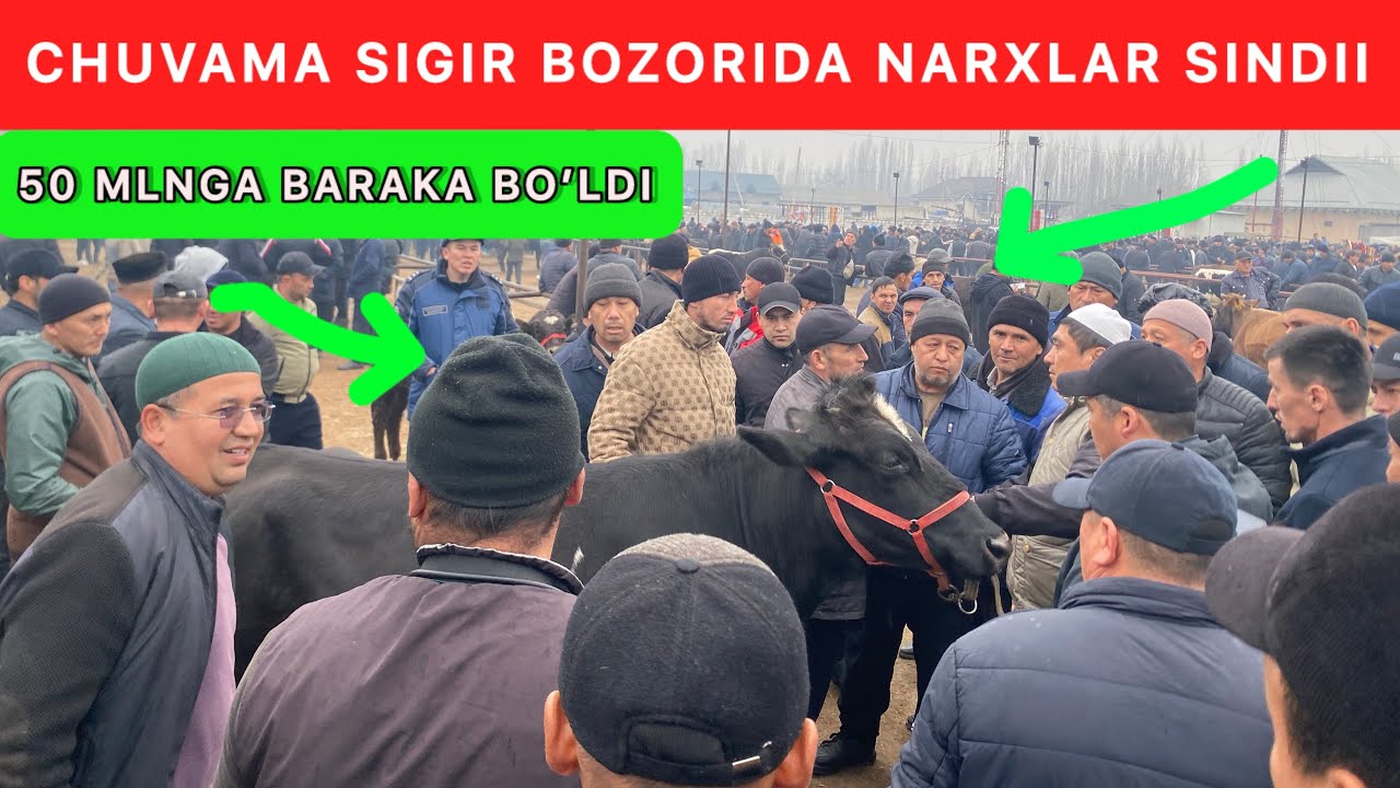 CHUVAMA SIGIR BOZORI ZORLARI ARZON BO’LDI SIGIR NARXLARI 