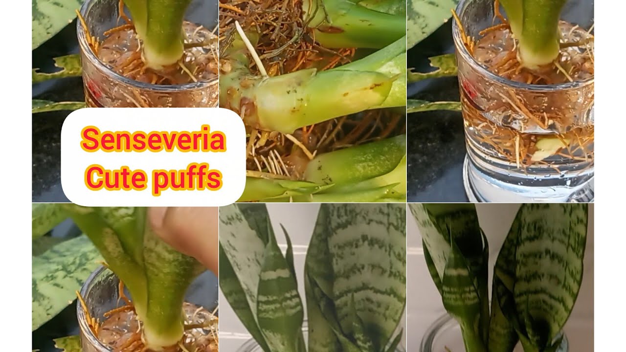 Senseveria Cute puffs Developed in water