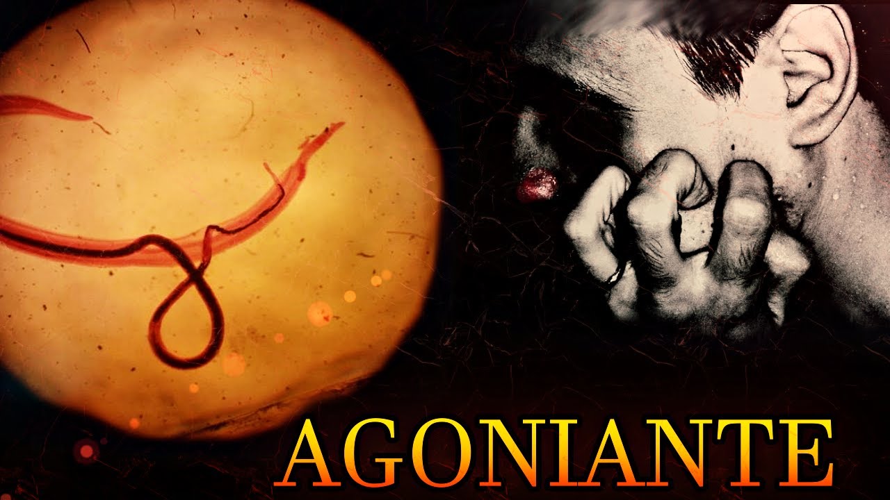 SCP's mais BIZARROS do MUNDO