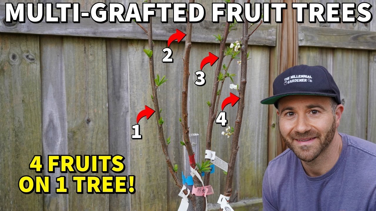 Grow 4X MORE FRUIT With A Multi-Grafted Fruit Tree!
