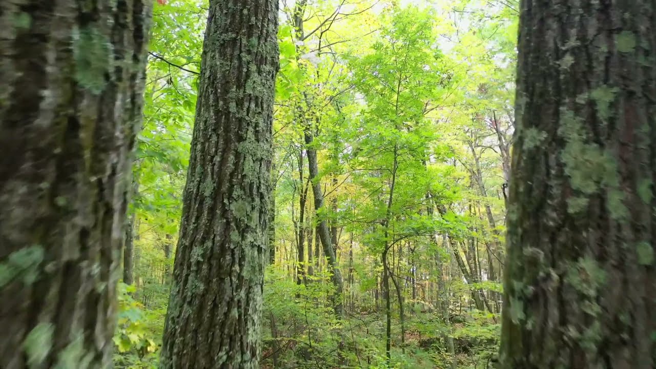 Sights and Sounds of Better Place Forests Litchfield Hills