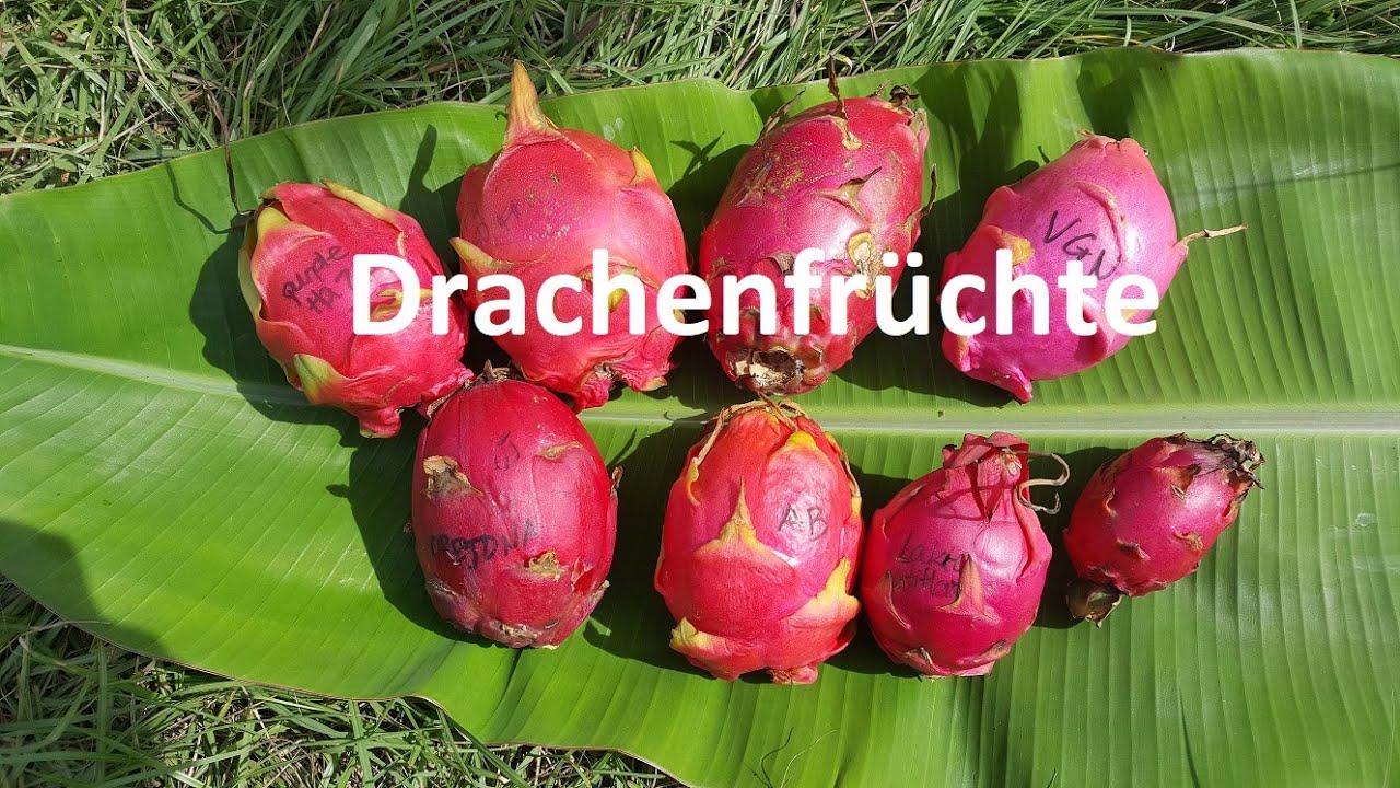 Drachenfrüchte