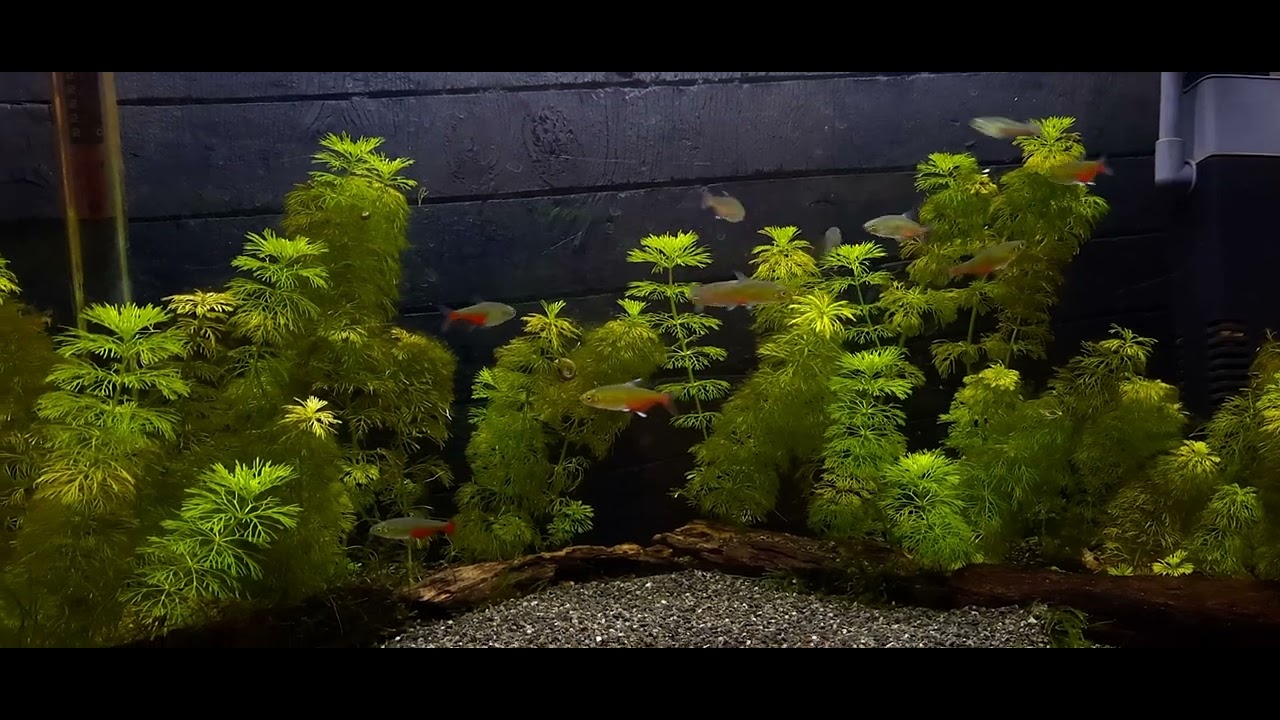 Aphyocharax rathbuni