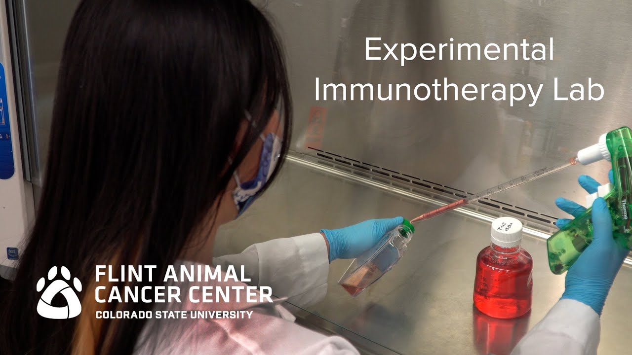 Experimental Immunotherapy - Dr. Steve Dow, Flint Animal Cancer Center
