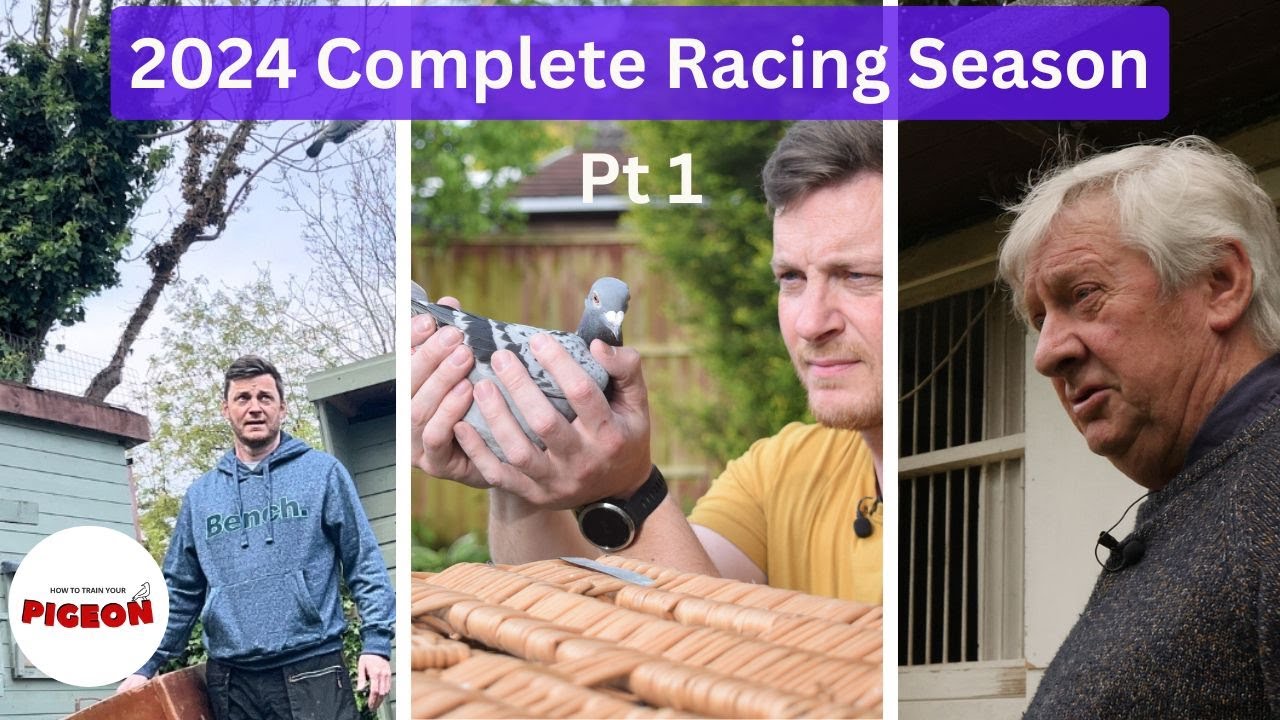 part 1 How To Train Your Pigeon. Complete 2024 Racing Season