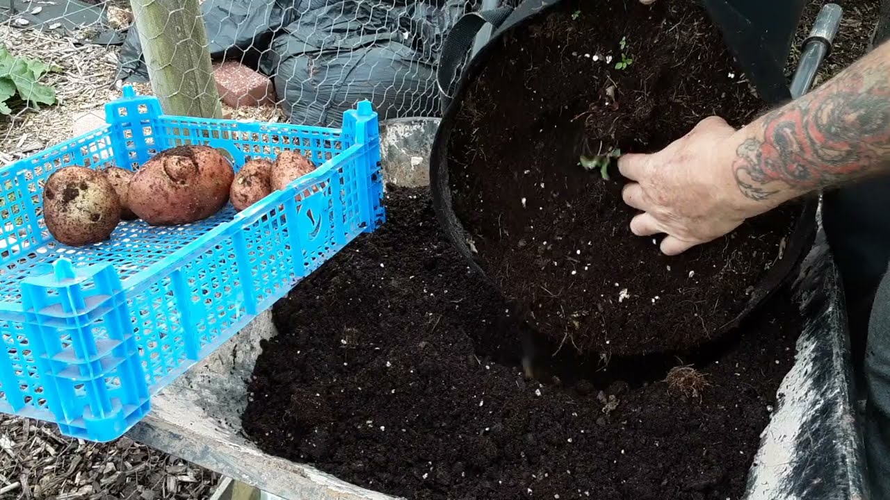 Kondor Potato Reveal For The Malvern Show 🌻 Christmas Potatoes Growing Well