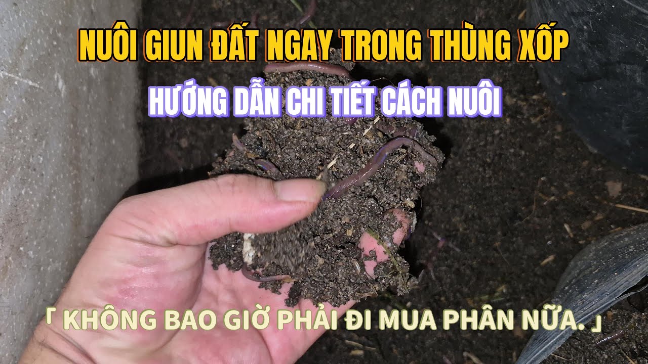 Từ giờ không phải đi mua phân nữa! Tự làm phân giun từ rác thải ngay tại nhà