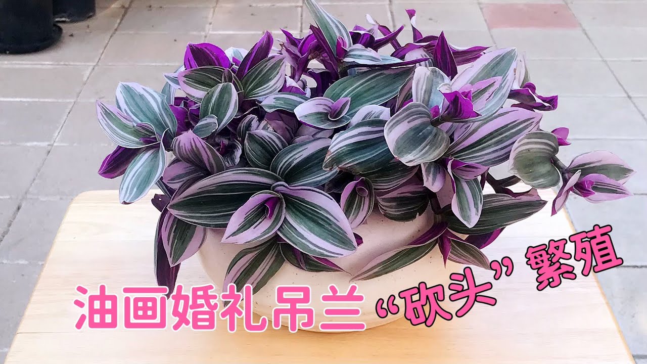 油画婚礼吊兰 徒长“砍头” 繁殖 45天全纪录 简单易学快速上手