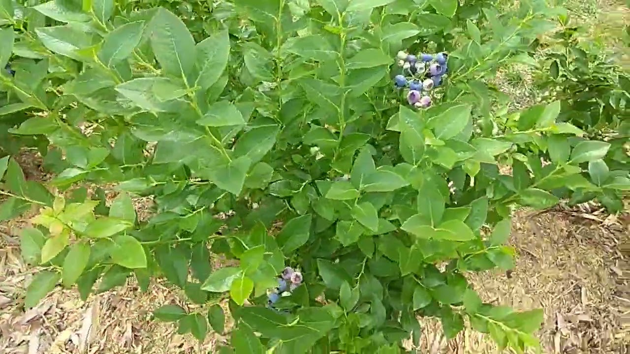 Начало созревания голубики, обзор по сортам. Один из лучших сортов 