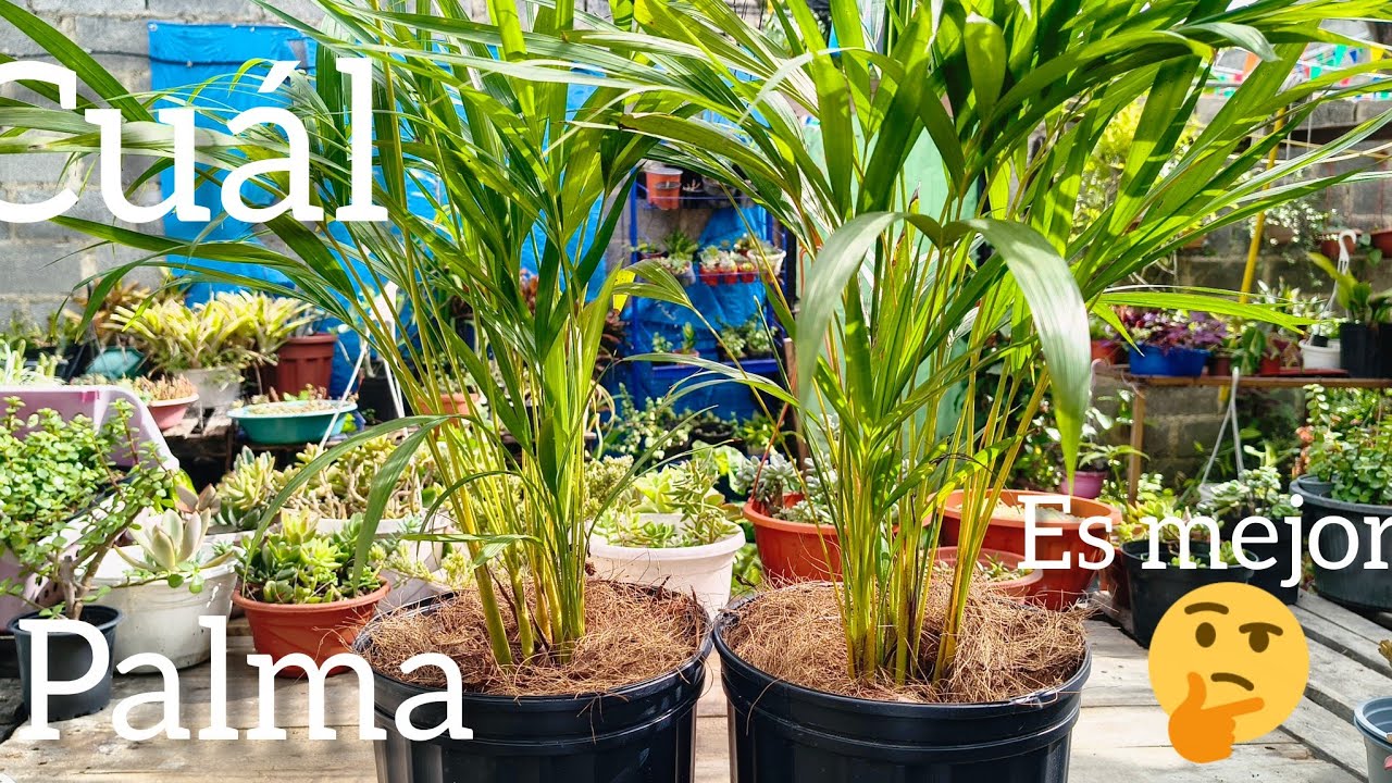Como cuidar palmas areca cual te conviene.