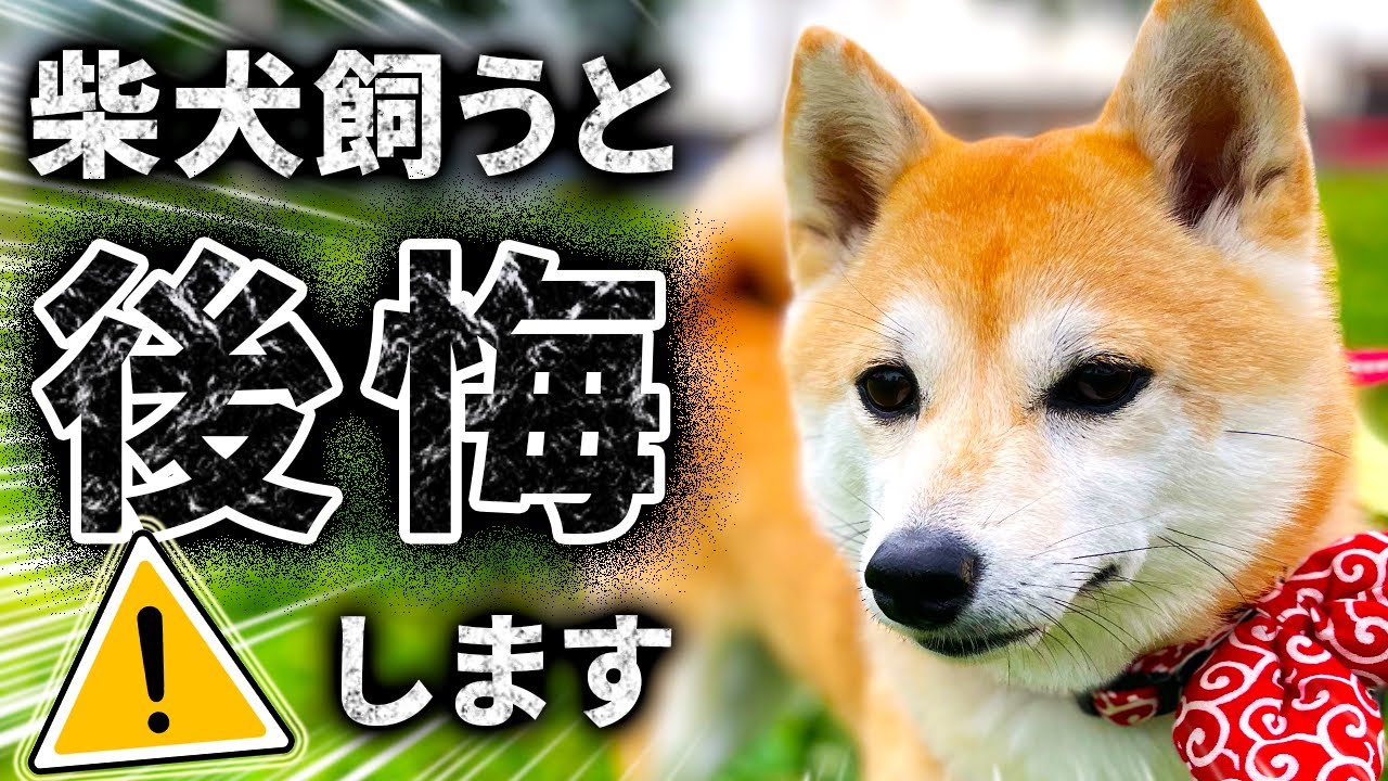 【５選】柴犬飼う前に見て！１つでも当てはまったら要注意な「柴飼い」に向かない人の特徴まとめ【音声解説】