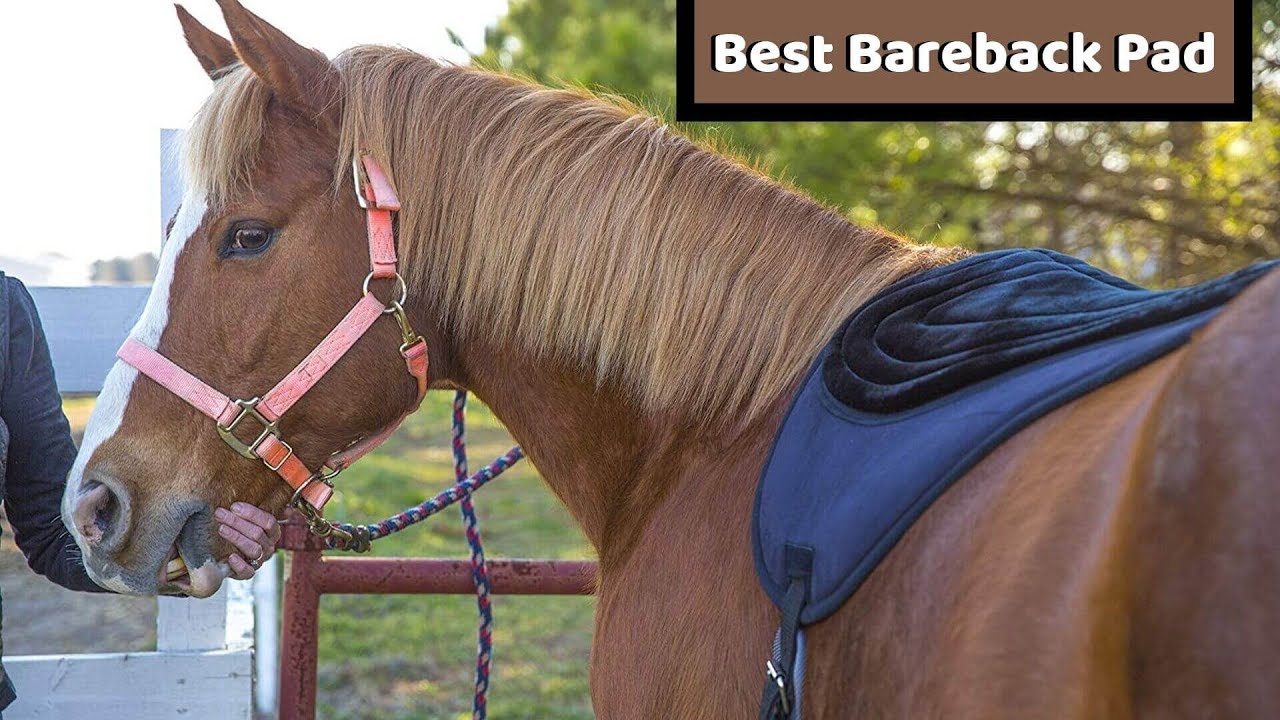 Best Bareback Pad - Top Five Bareback Pad of 2021