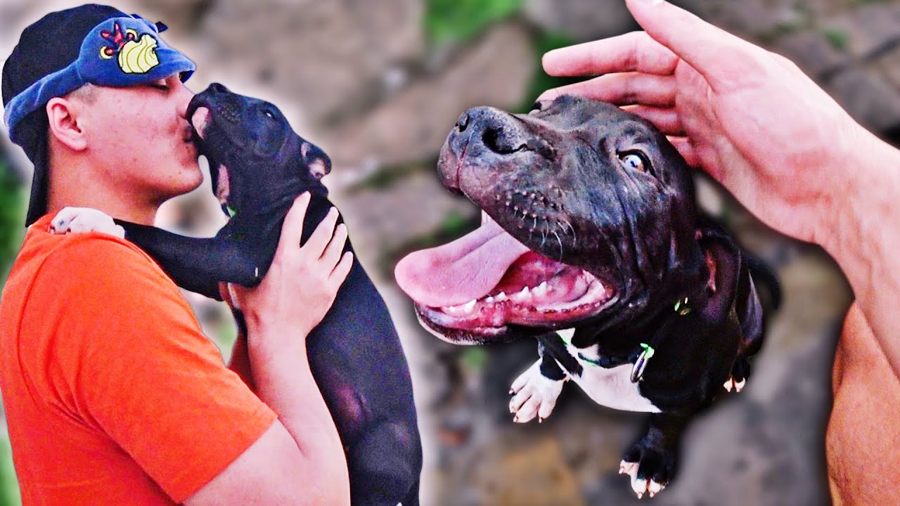 THAINA ME DEU UM PITBULL DE PRESENTE -  NOVO INTEGRANTE DA FAMILIA! ❤️